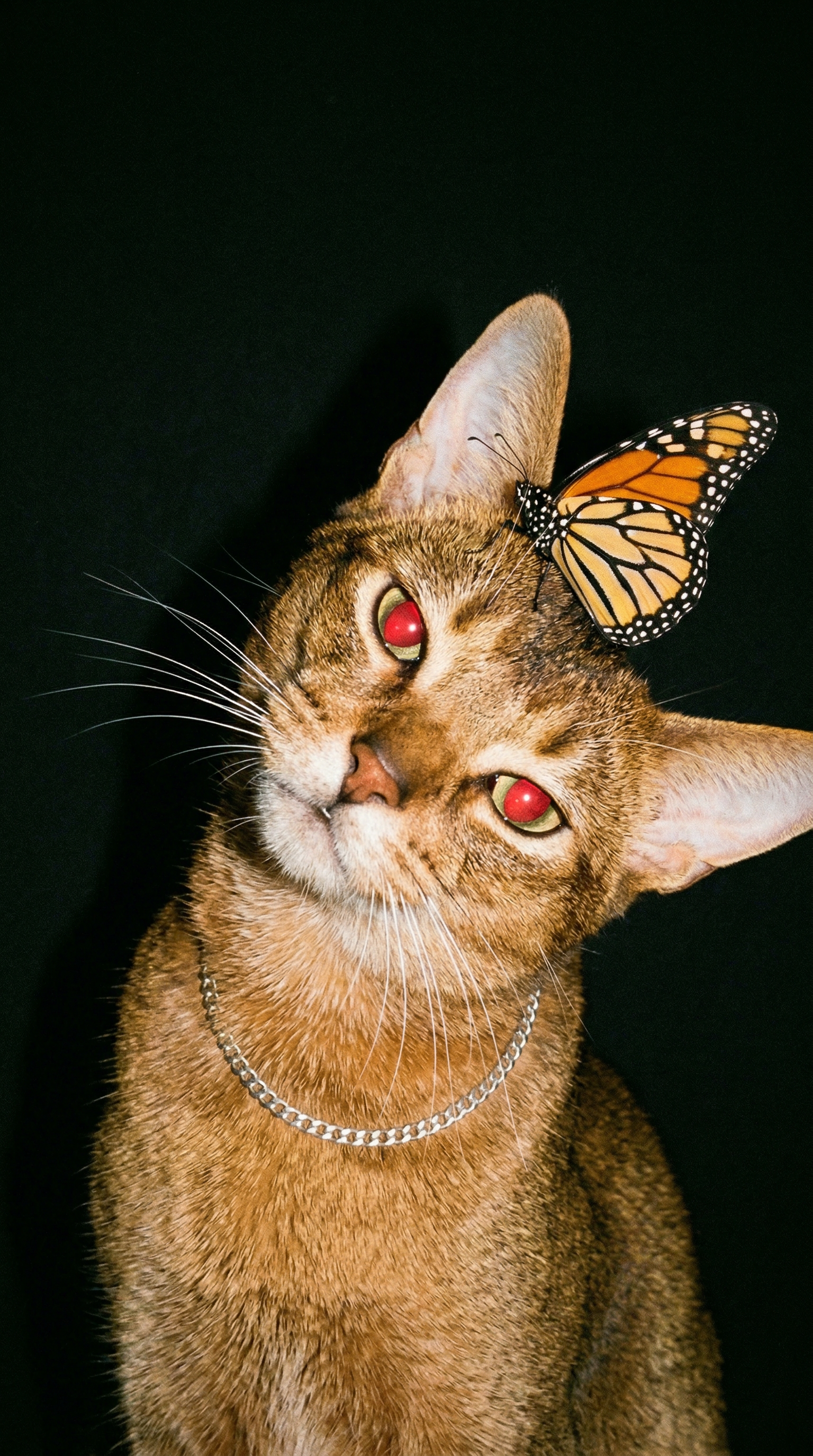 Chaton aux yeux rouges, portrait IA ultra-détaillé — DinarStudio